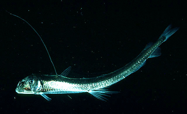 Viperfish deadly deep predator4